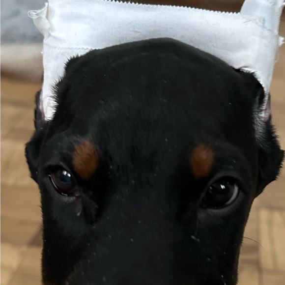 Meet your Posher - Picture 3 of 3